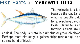 information about fish